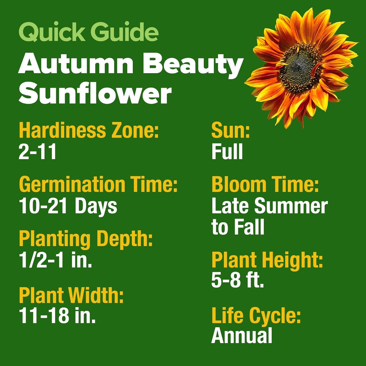 HOME GROWN Autumn Beauty Sunflower Seeds to Plant 40 Heirloom Non-GMO Sunflower Seeds for Planting Blooms for Pollinator Support, and Ornamental Flower Garden (Helianthus annuus)