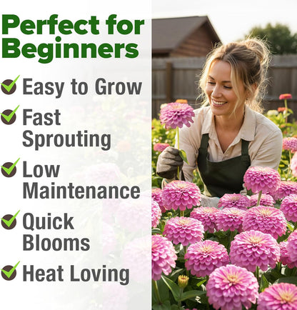 HOME GROWN Pink Zinnia Seeds – 300 Luminosa Zinnias 0.5g, Easy to Grow Annual Flower Seeds for Planting Outdoors for 2026, Fast Blooming, Heat Tolerant Herb Seed Garden Companion (Zinnia elegans)